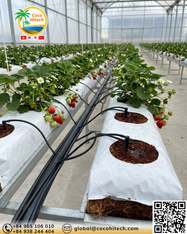 COCO PEAT GROW BAG (1)