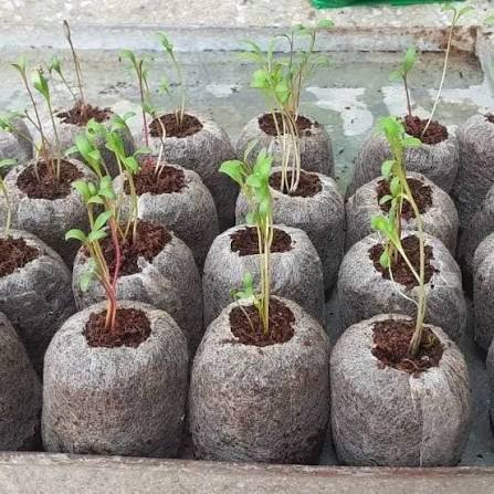 COCO PEAT BRICK